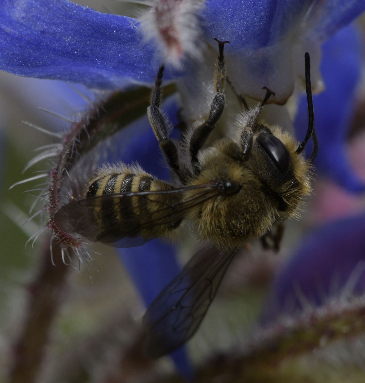 Apidae Megachilinae: Megachile sp., maschio